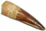 Fossil Spinosaurus Tooth - Real Dinosaur Tooth #312896-1